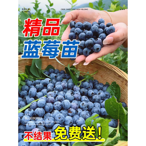 蓝莓树果苗盆栽树苗特大号带果阳台庭院室内绿植树节四季结果植物 - 图1