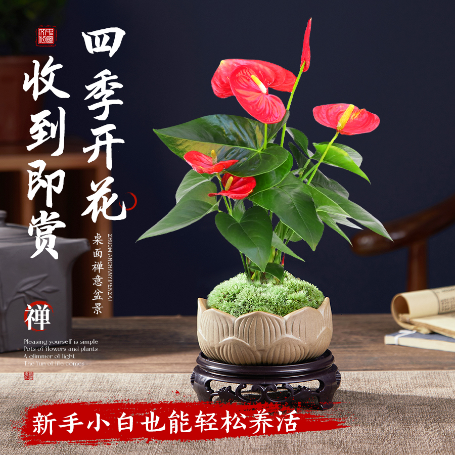 水培红掌盆栽带花特大叶大花办公室内四季多开花卉绿植物桌面盆景
