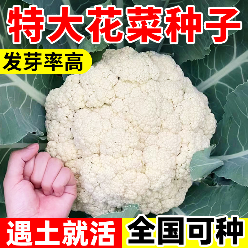 花菜种籽松花菜种孑西兰花四季蔬菜苗耐寒耐热青梗花椰菜种子 - 图0