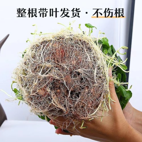 带叶铜钱草水培植物办公室内盆栽客厅桌面绿植花卉趣味水养金钱草 - 图1
