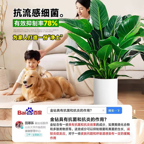 大盆金钻盆栽净化空气绿公主办公室内绿植物大叶绿萝柱净化空气 - 图1