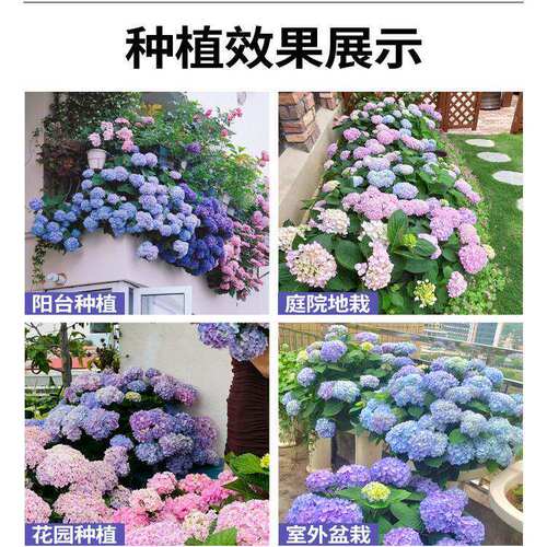 无尽夏绣球花苗盆栽四季花卉三河千鸟阳台庭院室外耐寒耐热万华镜 - 图2