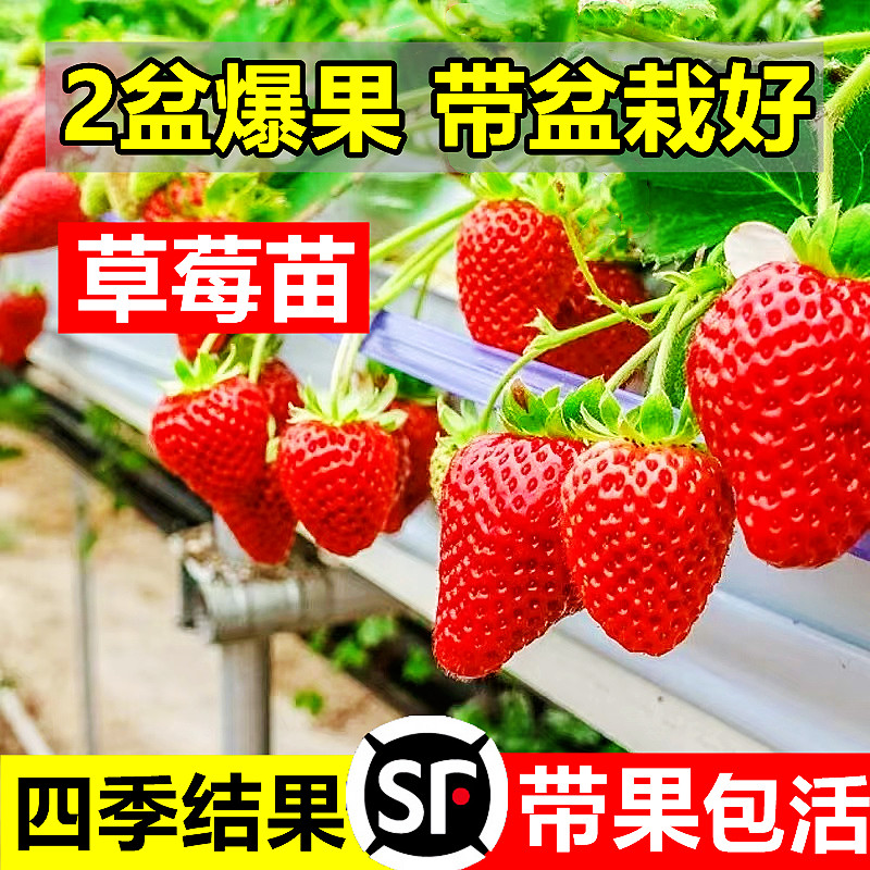 奶油草莓苗盆栽种籽子冬季带盆带土红颜四季结果可食用种植新秧苗-图0