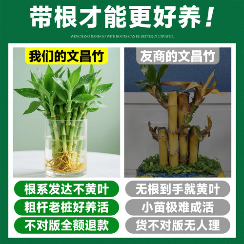 文昌竹水培植物桌面绿植室内好养富贵竹客厅招财竹子盆栽步步高升 - 图1