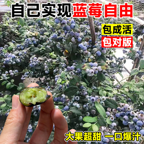 蓝莓树果苗盆栽特大号蓝莓果苗苔藓带果子南北方种植L25果树大全 - 图2