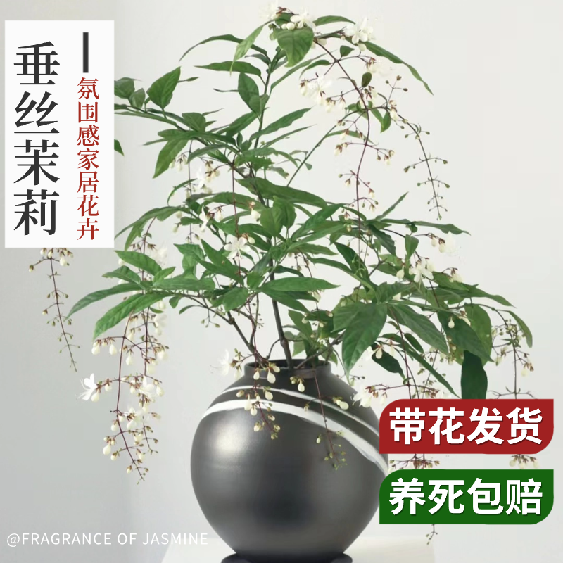  爱你一万年花卉