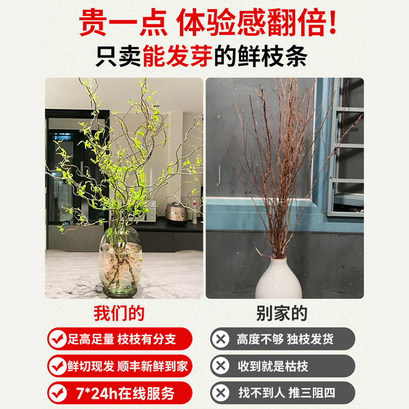 龙柳鲜枝水培植物客厅旺宅绿植雪柳带花苞花卉室内盆栽好养活国风