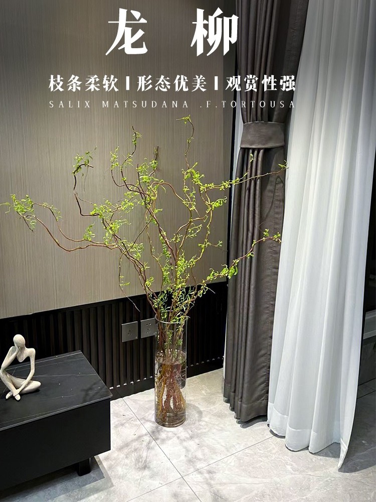 龙柳鲜枝插花客厅水培植物花卉室内鲜花四季好养活水养干枝支雪柳 - 小编推荐 - WePost 全民代运 - 马来西亚中国淘宝代运与集运专家