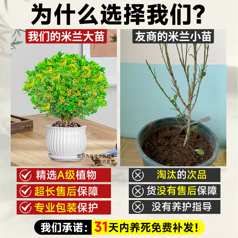 香水米兰盆栽小苗带花苞茉莉花老桩栀子花卉绿植四季浓香室内树苗,淘宝优惠券,粉丝福利购,淘宝优惠卷