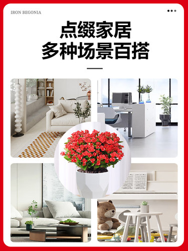 大叶铁海棠盆栽花卉室内盆景绿植四季开花大花虎刺梅阳台花卉植物 - 图3