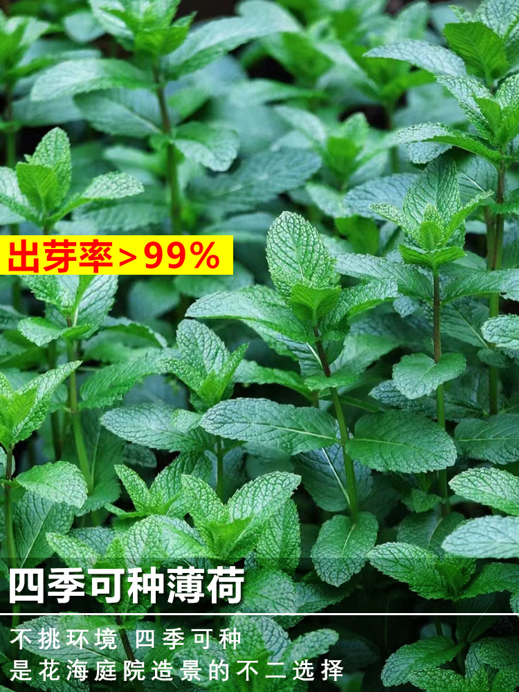 可食用薄荷种子留兰香柠檬苗猫薄荷四季播种室内阳台盆栽花种籽子 - 图0