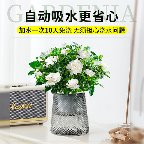 水培植物栀子花盆栽四季开花卉懒人适合好养的办公室内桌面绿植物 - 图3