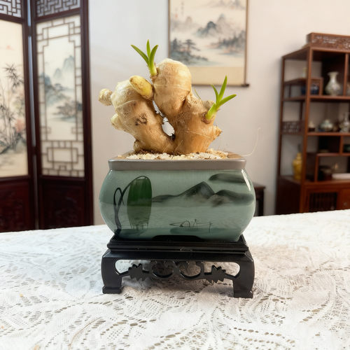请叫我禄根盆栽带芽灵草好养生姜盆栽植物办公室内桌面小绿植盆景 - 图2