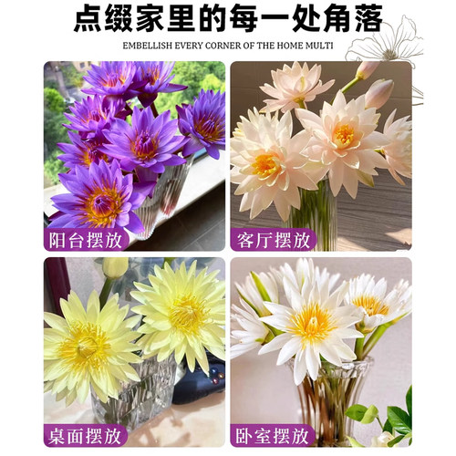 紫色睡莲鲜花云南基地直发鲜切花花束荷花莲花水培植物带花苞插花 - 图2