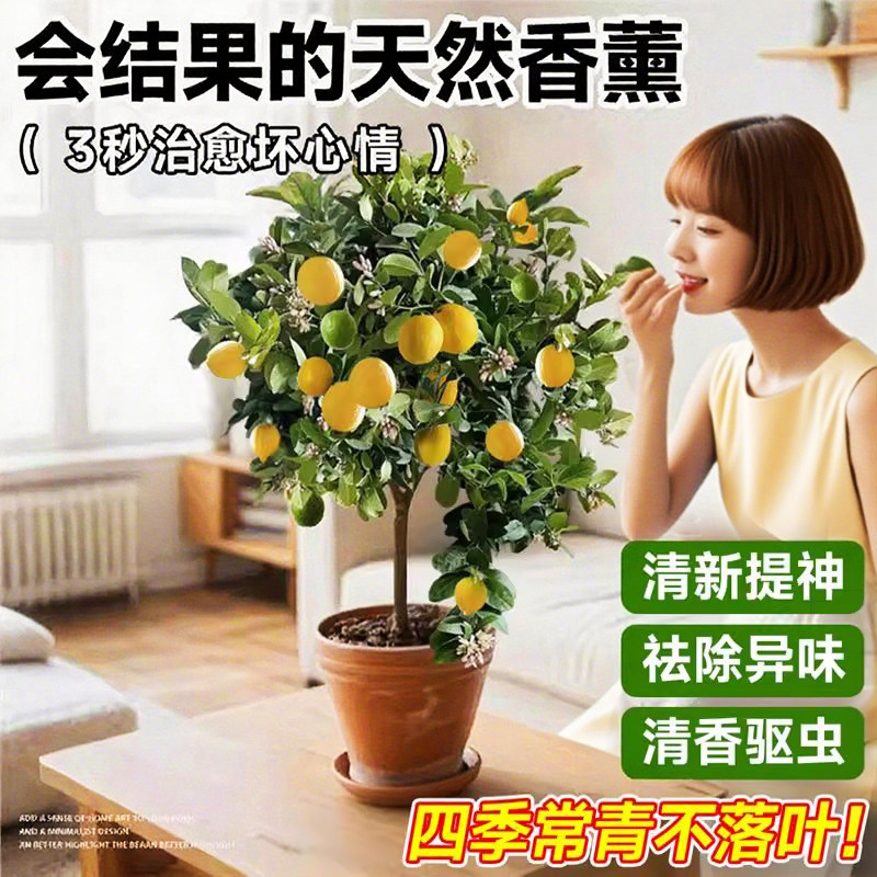 香水柠檬树盆栽带果室内阳台种植物可食用四季好养绿植柠檬树果苗,淘宝优惠券,粉丝福利购,淘宝优惠卷