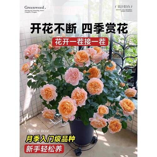果汁阳台月季盆栽带花带花苞阳台庭院大花循环开花卉玫瑰花卉植物 - 图2