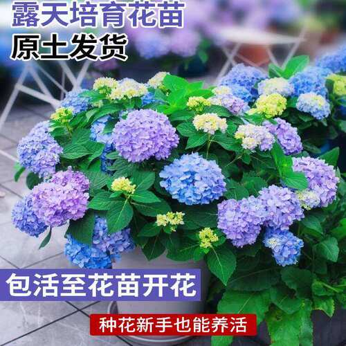 无尽夏绣球花苗盆栽四季花卉三河千鸟阳台庭院室外耐寒耐热万华镜 - 图0