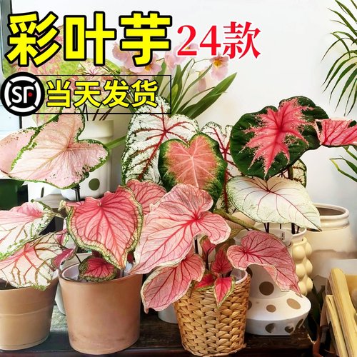 彩叶芋盆栽水培植物室内好养粉色飞溅海芋竹芋类彩色花卉绿植大全 - 图1