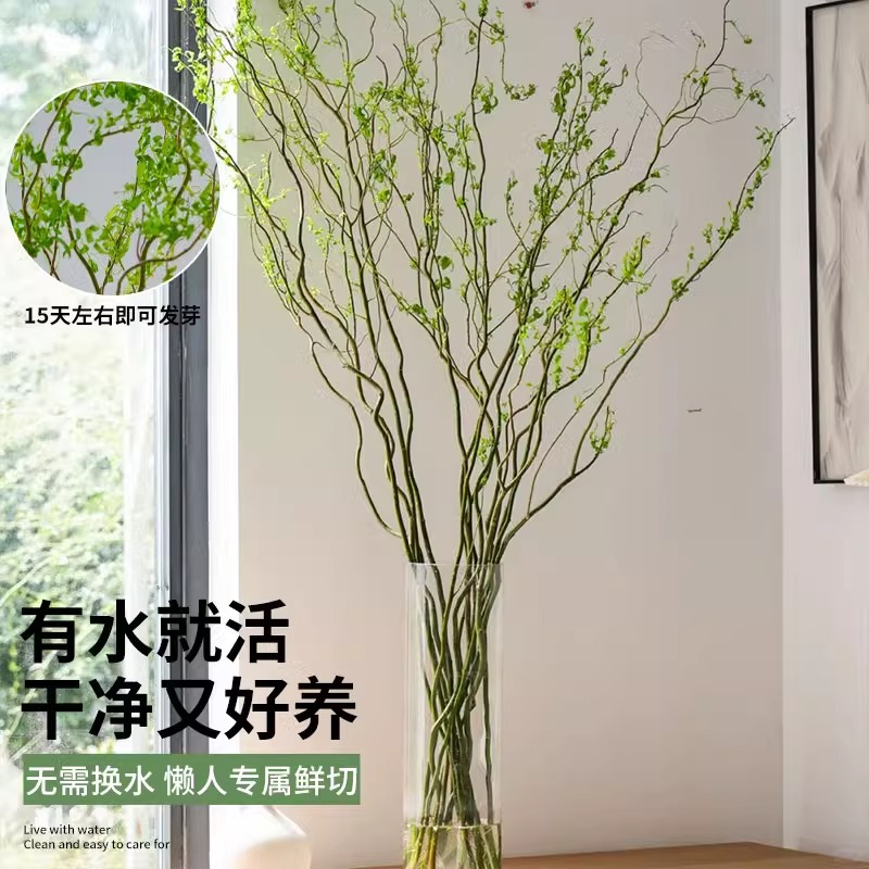 龙柳鲜枝水培植物客厅旺宅绿植雪柳带花苞花卉室内盆栽好养活国风