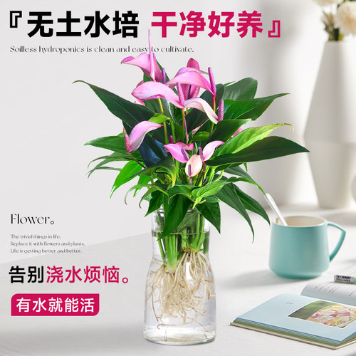 紫掌水培植物盆栽带花香妃齐祖红掌一帆风顺白掌花卉室内好养绿植-图0