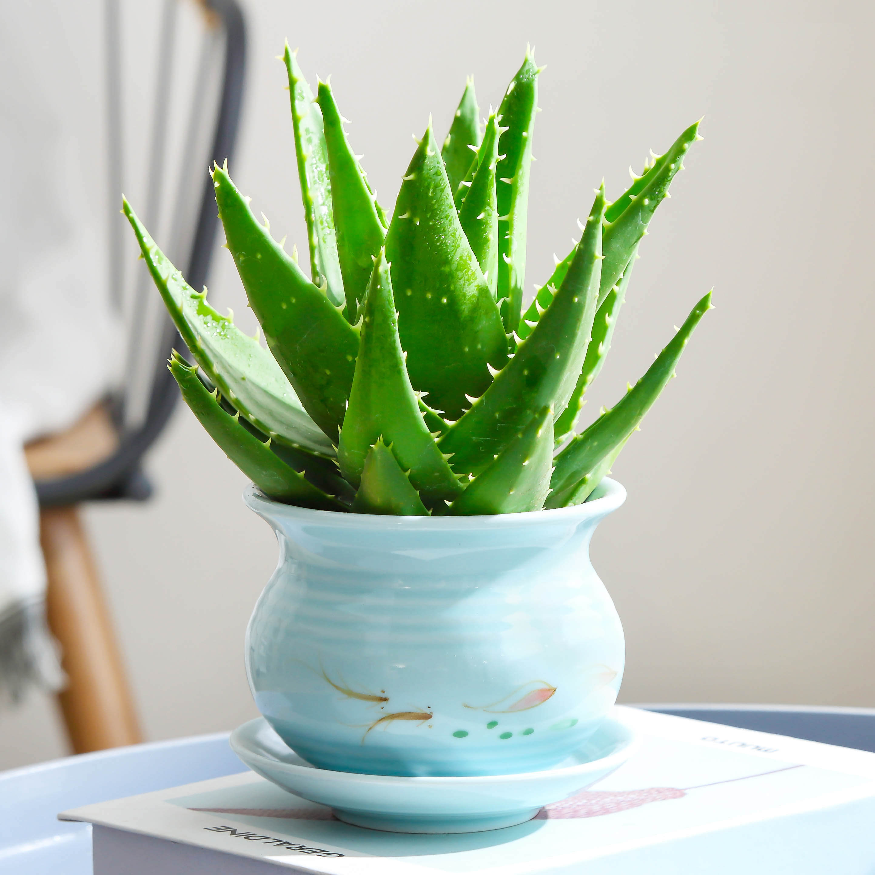 芦荟盆栽室内净化空气绿植物除甲醛 爱你一万年绿植