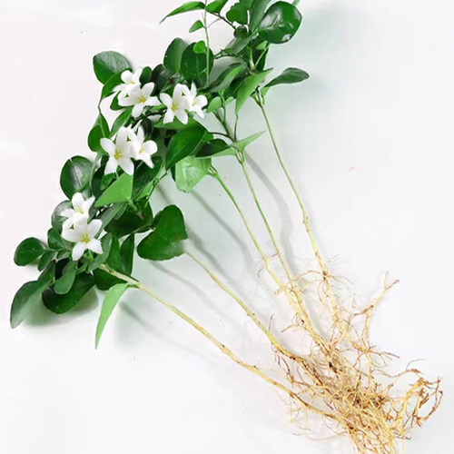 九里香盆栽花卉袖珍椰子竹柏水培植物室内好养桌面创意绿植吉利红 - 图3
