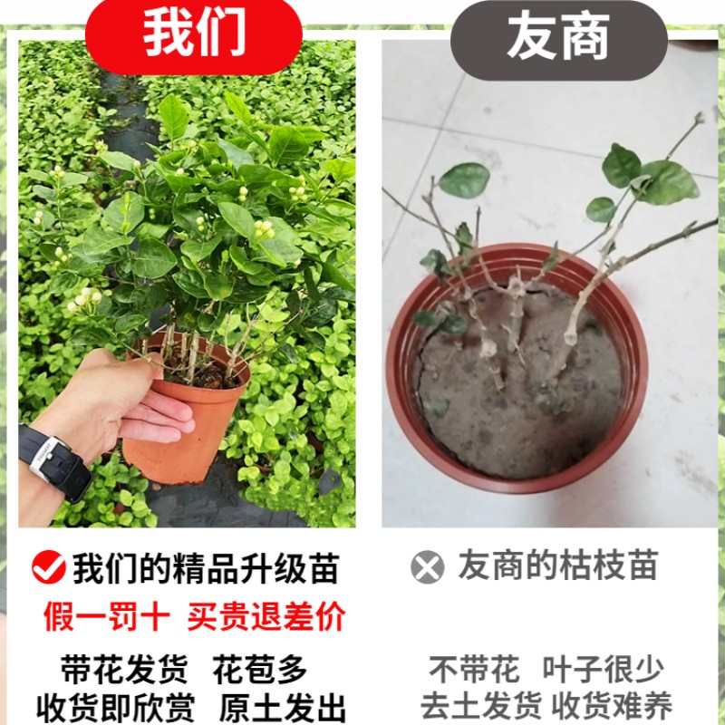 茉莉花苗盆栽带花苞九里香老桩驱蚊水培栀子花卉绿植物室内四季开 - 图0