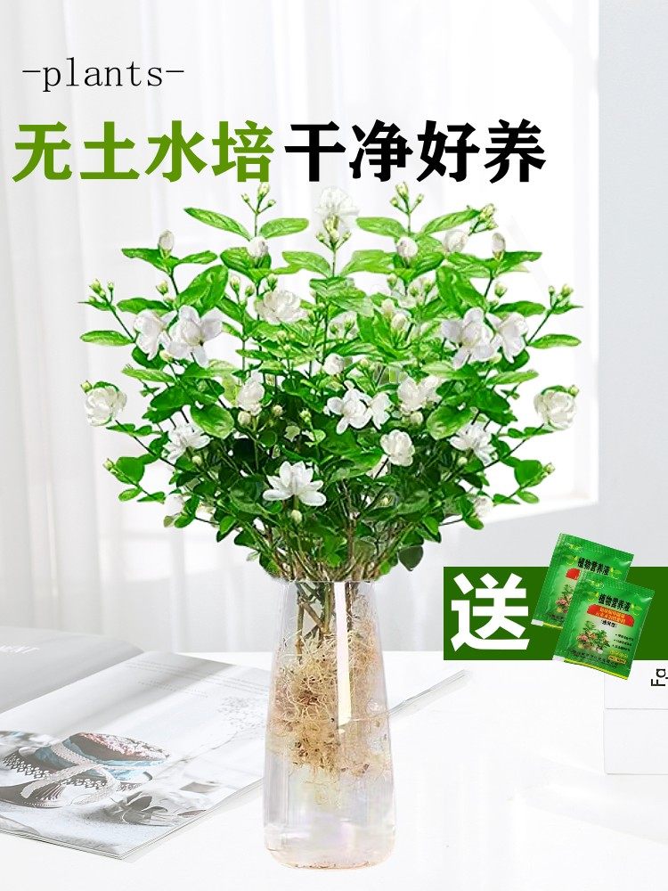  爱你一万年花卉