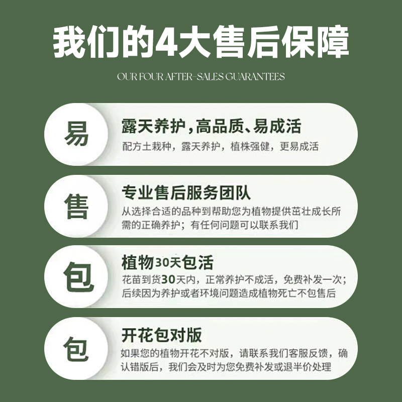 四季君子兰盆栽带花苞小苗花卉植物室内易活绿植水培好养多肉大全