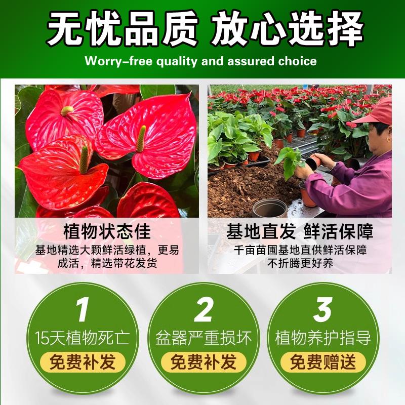 水培红掌白掌盆栽一帆风顺四季花卉室内好养绿植鸿运当头开花植物 - 图2