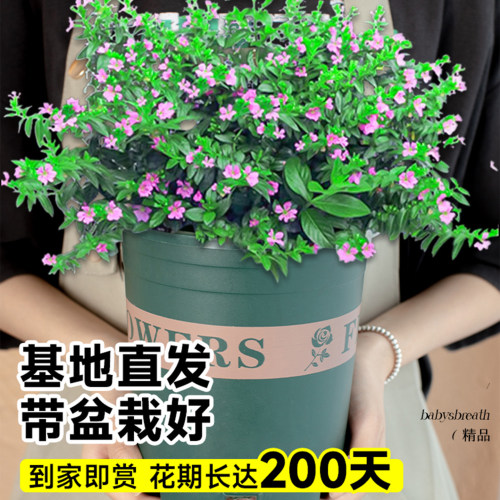 满天星盆栽带花秋季适合种的花种子植物室内好养四季客厅花卉绿植 - 图2