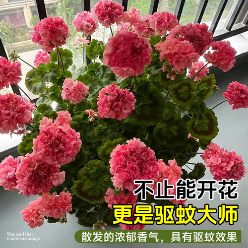 重瓣天竺葵盆栽花苗大花四季花不断洋绣球苗室内阳台好养的开花卉 - 图3