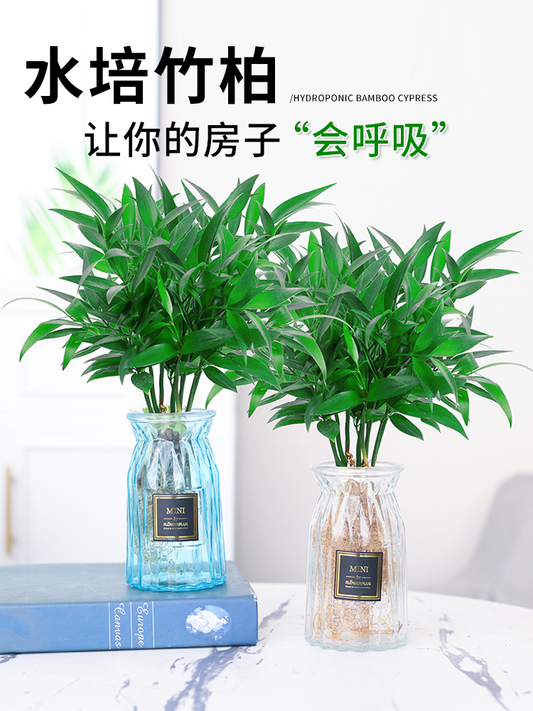 驱蚊竹柏水培植物大棵室内水养绿植花卉盆栽办公室桌面驱蚊草好养-图0