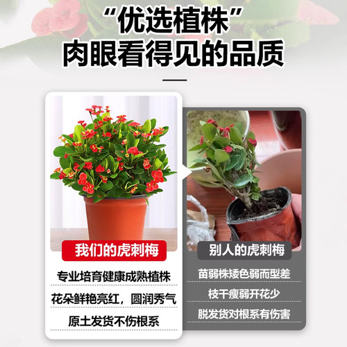 铁海棠虎刺梅盆栽大叶大花客厅室内绿植阳台花卉喜阳植物四季开花 - 图2