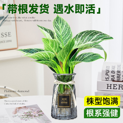 铂金钻水培植物大叶金钻绿公主盆栽绿箩植物室内净空气花卉绿植 - 图2