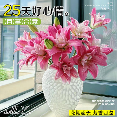 香水百合鲜花云南基地直发水培多头鲜切花花束插花插瓶多重瓣花卉 - 图2