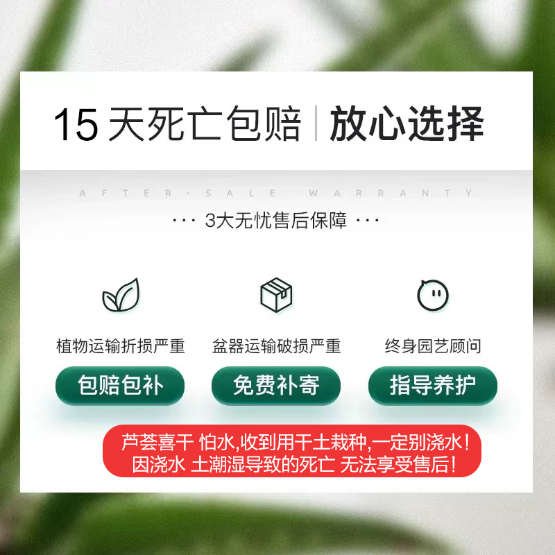 芦荟盆栽室内除甲醛净化空气植物办公桌仙人掌多肉四季好养花卉 - 图2