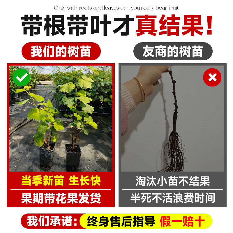 巨峰葡萄树苖苗南北方种植阳光玫瑰庭院盆栽地栽嫁接果树果苗耐寒,淘宝优惠券,粉丝福利购,淘宝优惠卷