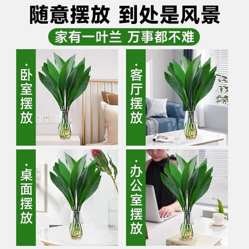 一叶兰水培植物盆栽水养绿植四季常青室内办公室桌面大叶净化空气 - 图2
