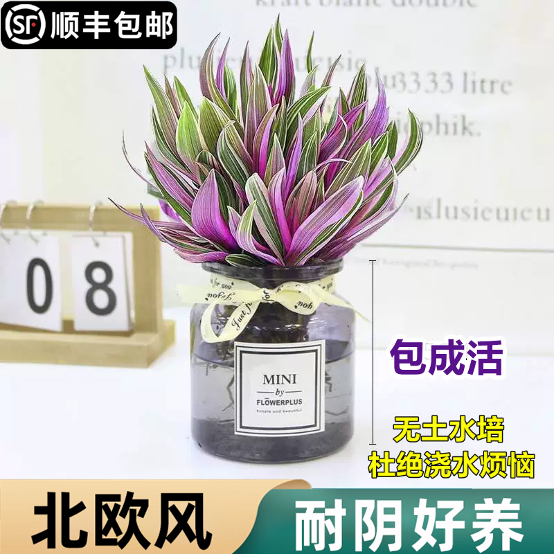  爱你一万年绿植