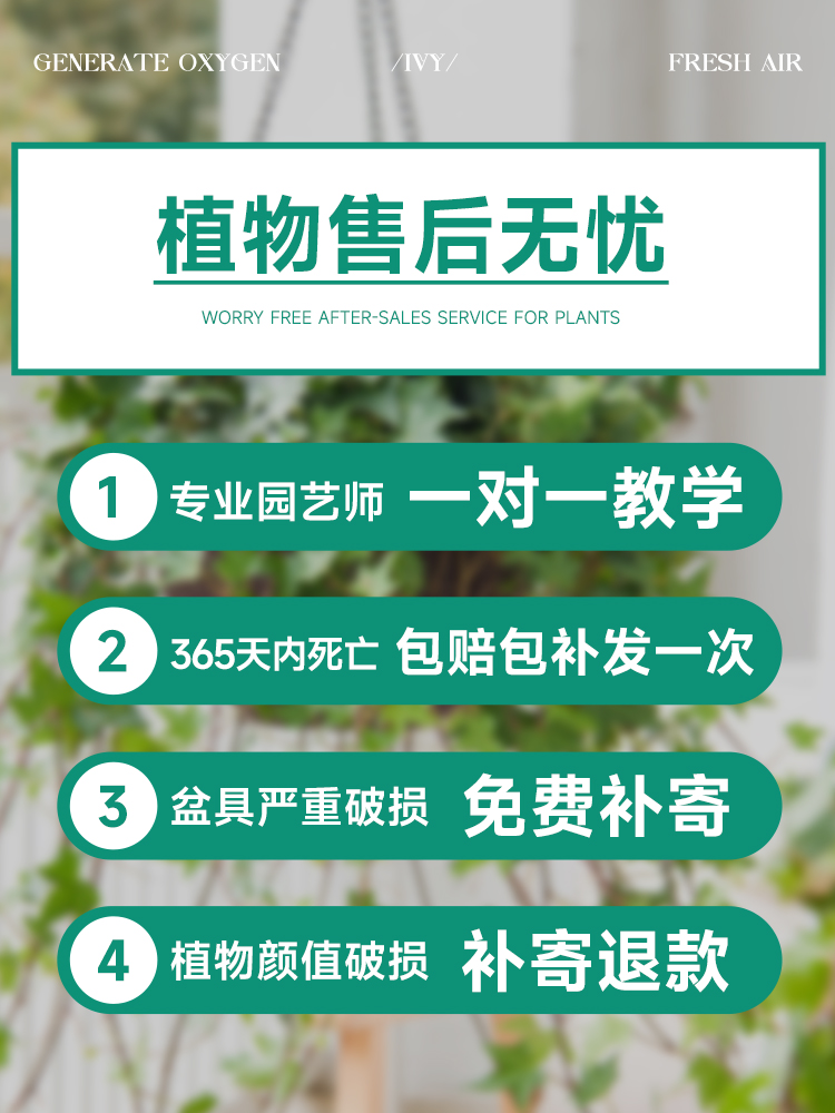 常春藤盆栽苗绿植吊兰垂吊爬藤植物四季常青室内阳台好养活除甲醛 - 图2