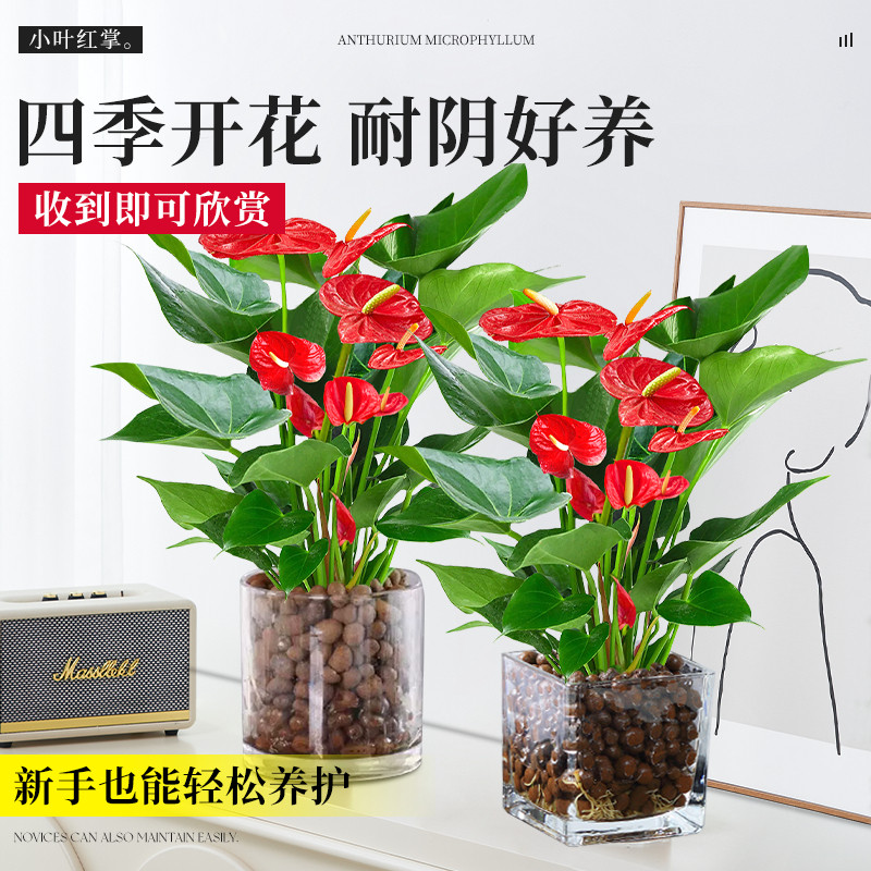 红掌盆栽带大叶大花水培植物室内四季好养白掌绿植花卉一帆风顺,淘宝优惠券,粉丝福利购,淘宝优惠卷