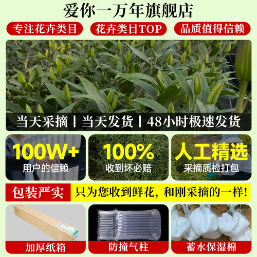 黄天霸百合花黄色香水百合鲜花多头云南基地直发家用情人节养花卉 - 图3