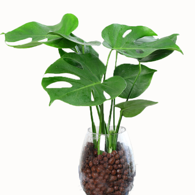 龟背竹大型绿植室内客厅大叶吸甲醛 爱你一万年绿植