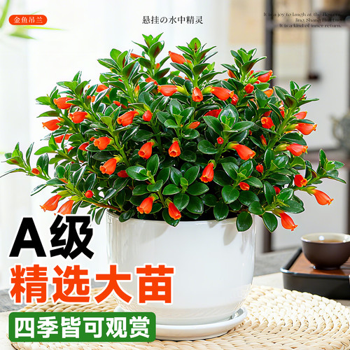 大盆金鱼吊兰盆栽带花苞室内阳台花卉客厅旺宅植物桌面绿植好养活 - 图1