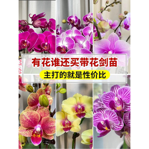 蝴蝶兰花苗带花苞盆栽客厅兰花室内植物花卉四季好养活石斛兰绿植 - 图0