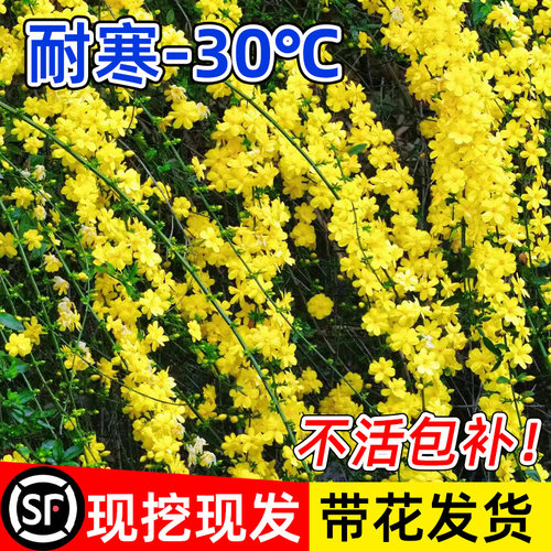 迎春花树苗带花苞盆景连翘大盆栽阳台庭院爬藤耐寒花卉报春花植物 - 图0