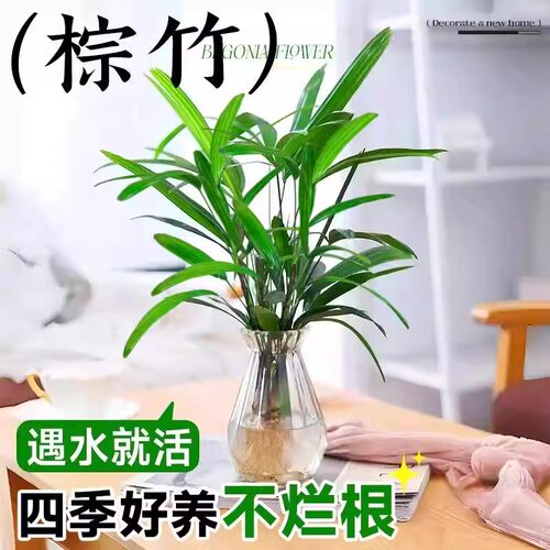 金山棕竹水培绿植客厅水养招旺财发财富贵竹室内植物大型竹子盆栽 - 图0
