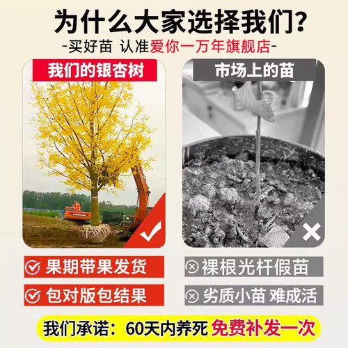 银杏树活苗带土大苗盆栽金叶银杏树桩庭院别墅南北方种植工程好养 - 图1