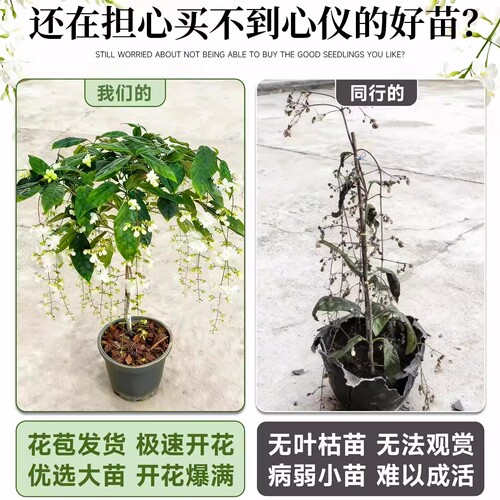 垂丝茉莉盆栽带花苞老桩绿植阳台四季开花进口垂吊植物风车茉莉花 - 图1